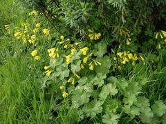 Oxalis pes-caprae