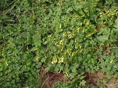 Oxalis pes-caprae
