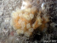 Aplidium turbinatum