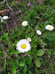Bellis perennis