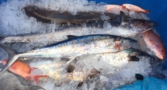 Scomberomorus cavalla