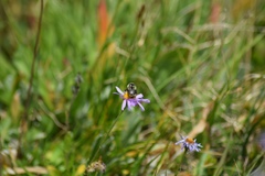 Bombus bifarius