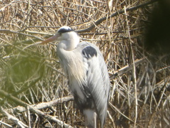 Ardea cinerea