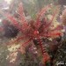 Mediterranean Feather Star - Photo (c) Sylvain Le Bris, some rights reserved (CC BY-NC), uploaded by Sylvain Le Bris