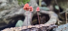 Marasmius