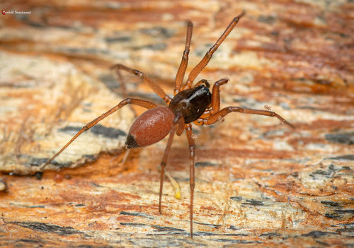 Black-tailed Ostearius
