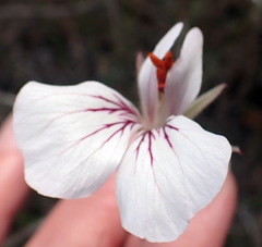 Pelargonium longicaule