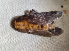Doratifera oxleyi