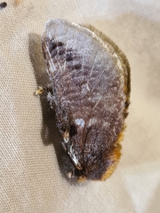 Doratifera oxleyi