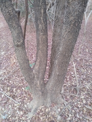 Pterocarpus erinaceus