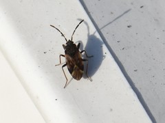 Scolopostethus decoratus