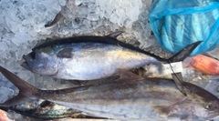 Thunnus atlanticus