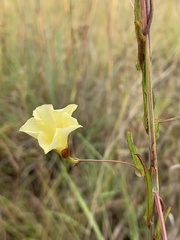 Xenostegia tridentata