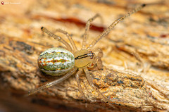 Enoplognatha molesta
