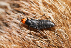 Creophilus lanio