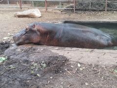 Hippopotamus amphibius