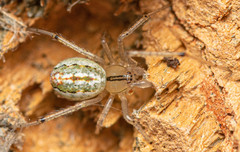 Enoplognatha molesta
