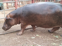 Hippopotamus amphibius