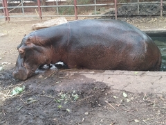 Hippopotamus amphibius