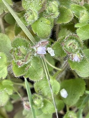 Veronica sublobata