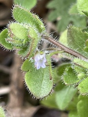 Veronica sublobata