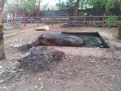 Hippopotamus amphibius