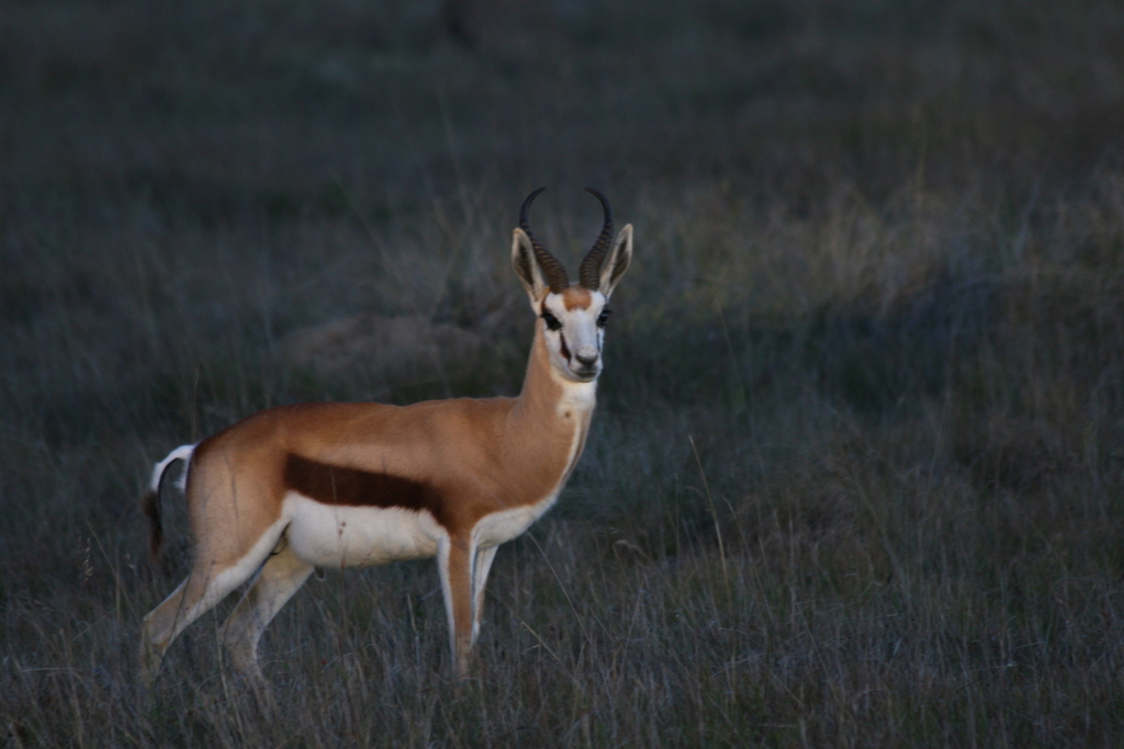 Springbok (Antidorcas marsupialis)