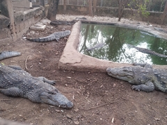 Crocodylus suchus