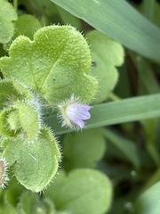 Veronica sublobata