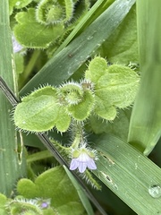 Veronica sublobata