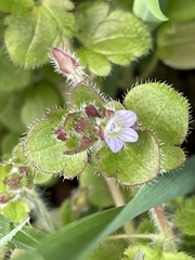 Veronica sublobata