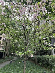 Prunus × lannesiana