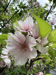 Prunus × lannesiana