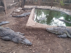 Crocodylus suchus