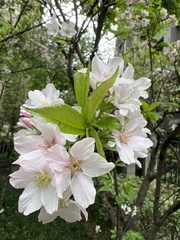 Prunus × lannesiana