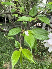 Prunus × lannesiana