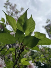 Prunus × lannesiana