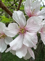 Prunus × lannesiana