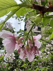 Prunus × lannesiana