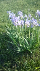 Iris missouriensis