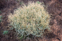 Atriplex stipitata