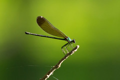 Calopteryx dimidiata