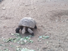 Centrochelys sulcata