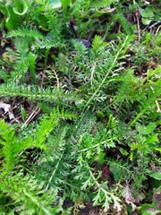 Achillea millefolium
