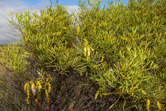 Senna artemisioides quadrifolia