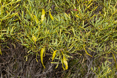 Senna artemisioides quadrifolia