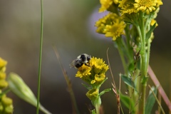 Bombus bifarius