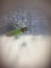 Cyrtorhinus