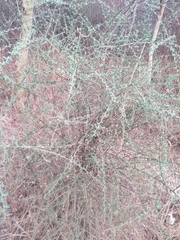 Balanites aegyptiaca