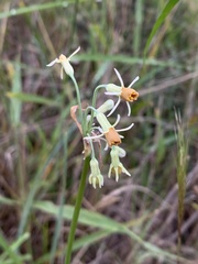 Tulbaghia leucantha